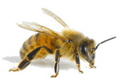 Bee Removal Everett