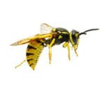 wasp and bee removal