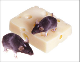 Rodents, Rodent Control in Stanwood, WA