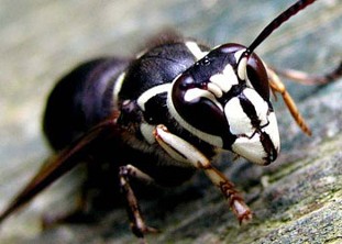 Bee, Bee Removal in Stanwood, WA
